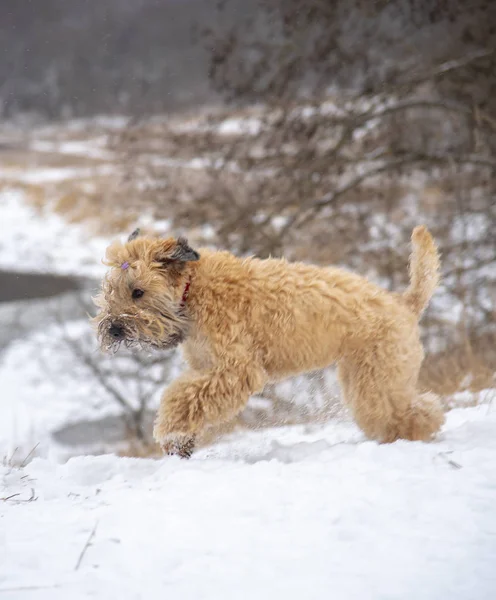 Foto de un perro corriendo alegremente en un día de invierno . —  Fotos de Stock