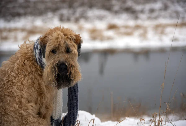 Un perro con una bufanda atada alrededor de su cuello, se sienta en la orilla nevada del río, mirando hacia atrás a la cámara . —  Fotos de Stock