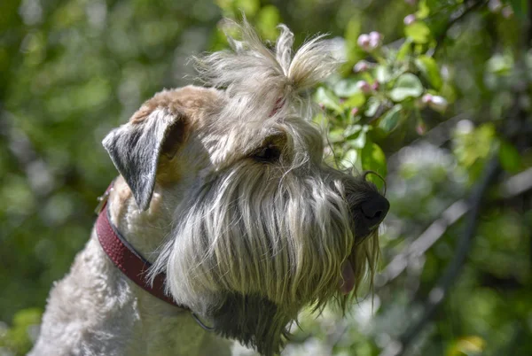 開花中のリンゴの木を背景にした犬の肖像画、小麦のテリア — ストック写真