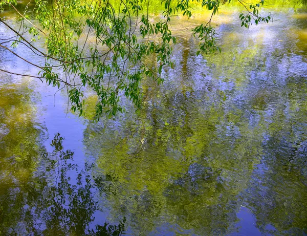 Bäume und blauer Himmel spiegeln sich auf der Wasseroberfläche. Weidenzweige im Vordergrund — Stockfoto