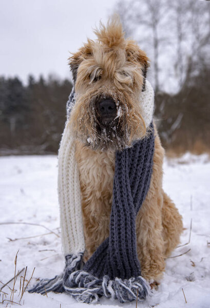 Vertical photo of a dog in a knitted long scarf, sitting on a snow-covered glade 