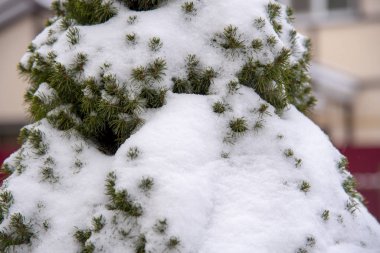 Bulanık bir arkaplanda karla kaplı Noel ağacının bir parçası.