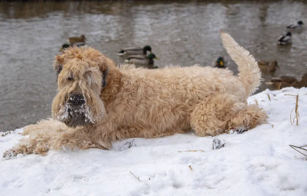 Un perro yace en la orilla de un pequeño río, un rebaño de patos flota a lo largo del río. Paisaje invierno . —  Fotos de Stock