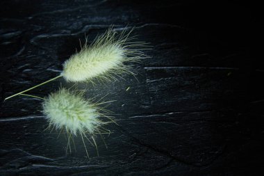 Dekoratif çimenler, lagurular, siyah arka planda. Tavşan kuyruğu gibi yumuşak kulaklar..