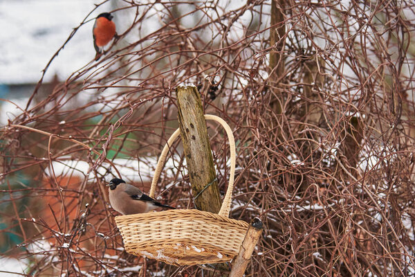 In the foreground, a female bullfinch is sitting in a basket against a Bush, with the silhouette of a male bullfinch in the background. 