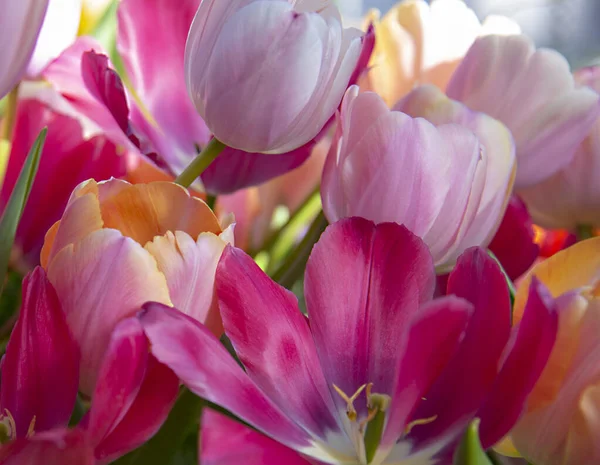 Tulipani Cornice Piena Come Sfondo Sfondo Fiori Primaverili Copia Spazio — Foto Stock