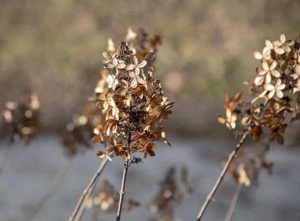 Bulanık Doğal Arka Planda Kuru Ortanca Çiçeği Solmamın Sembolü — Stok fotoğraf