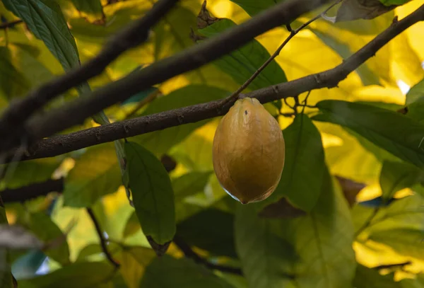 熱帯雨林で熟したココアの果実 天然有機物 — ストック写真