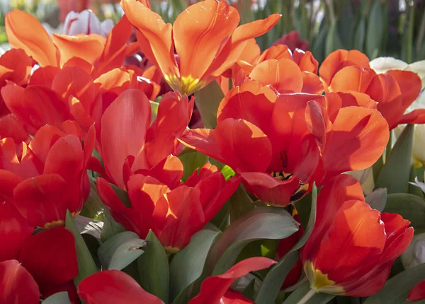 Cornice Piena Tulipani Rosso Vivo Simbolo Primavera Buon Umore Fondo — Foto Stock