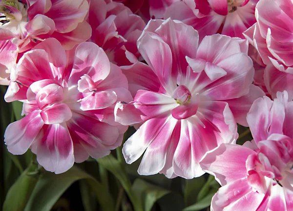Cornice Piena Terry Tulipani Rosa Brillante Bianchi Simbolo Primavera Amore — Foto Stock