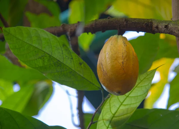 Frutos Cacao Maduro Selva Tropical Producto Ecológico Natural — Foto de Stock