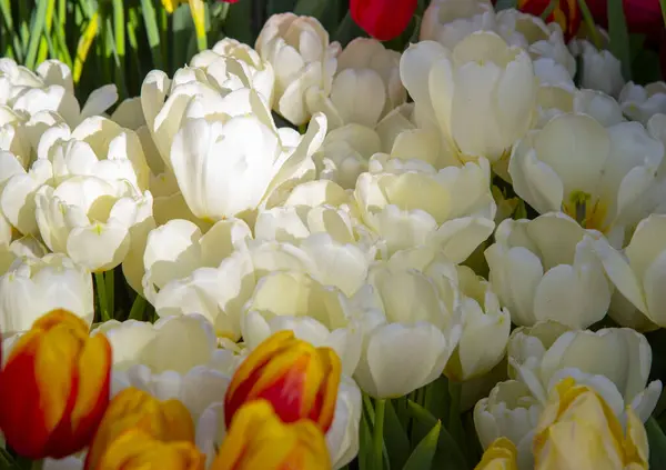 Tulipani Cornice Piena Come Sfondo Sfondo Fiori Primaverili Copia Spazio — Foto Stock