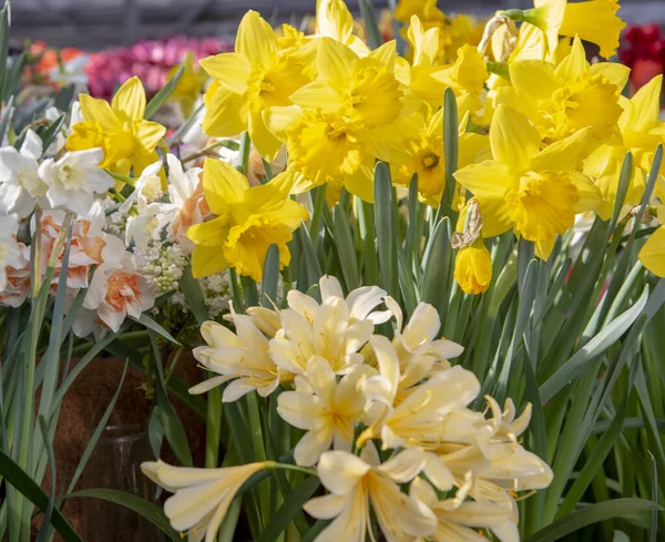 Narcisi Gialli Vivaci Sfondo Floreale Simbolo Primavera Gioia Amore — Foto Stock