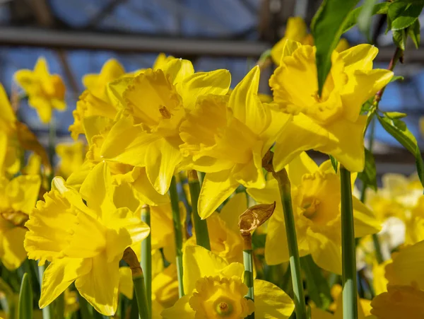 Parlak Sarı Nergisler Çiçek Arkaplan Baharın Sevginin Sevginin Sembolü — Stok fotoğraf
