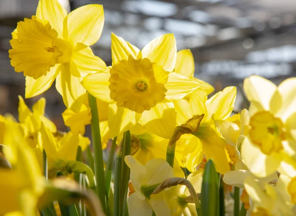 Jasně Žluté Narcisy Květinové Pozadí Symbol Jara Radosti Lásky — Stock fotografie