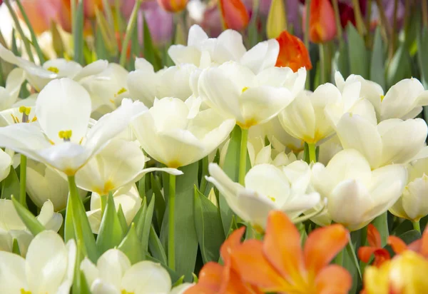 Bulanık Arkaplanda Ince Beyaz Laleler Çiçek Arkaplan Baharın Aşkın Şefkatin — Stok fotoğraf