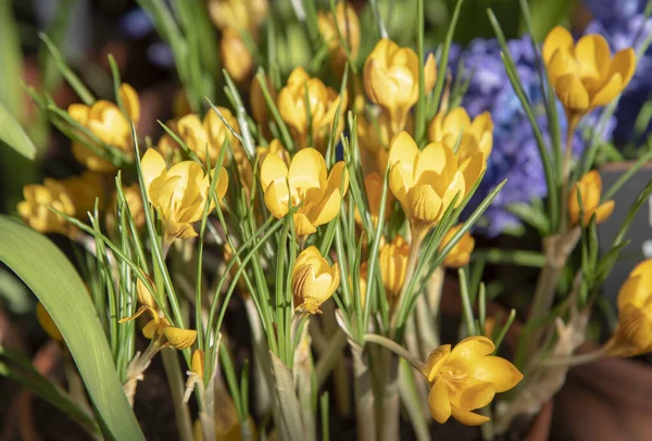 Sfondo Primavera Crochi Giallo Sole Con Foglie Verde Brillante Distillazione — Foto Stock