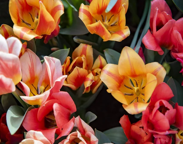 Tulipani Cornice Piena Come Sfondo Sfondo Fiori Primaverili Copia Spazio — Foto Stock