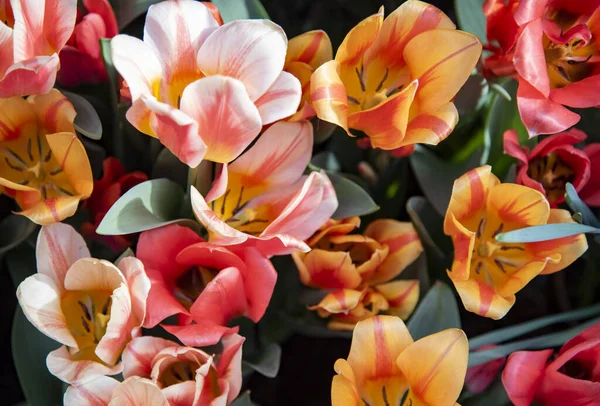 Tulipani Cornice Piena Come Sfondo Sfondo Fiori Primaverili Copia Spazio — Foto Stock