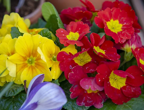 Parlak Renkli Çuha Çiçeği Taç Yapraklarında Damlaları Çiçek Arkaplanı Baharın — Stok fotoğraf