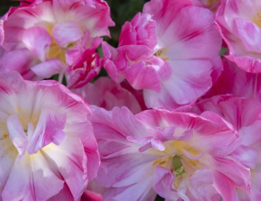 Terry 'nin parlak pembe ve beyaz laleleri. Baharın, sevginin ve şefkatin sembolü. Metin ve tasarım için boşluk kopyala.