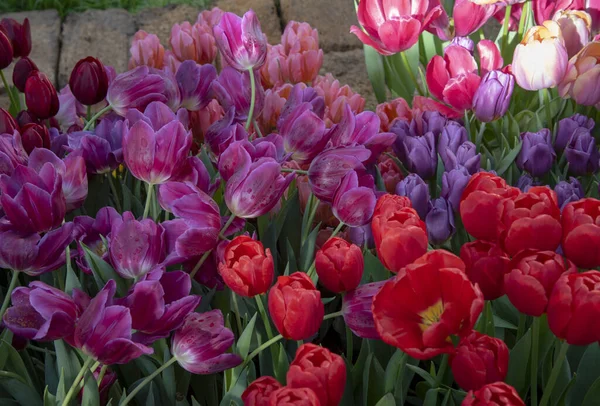 Tulipani Cornice Piena Come Sfondo Sfondo Fiori Primaverili Copia Spazio — Foto Stock