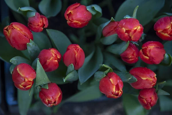 Rosso Brillante Con Macchie Gialle Teste Tulipano Uno Sfondo Fogliame — Foto Stock