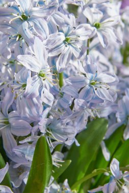 Hassas beyaz bir Scylla 'nın dikey tam kare görüntüsü. Çiçek arkaplanı. Metin ve tasarım için boşluk kopyala.