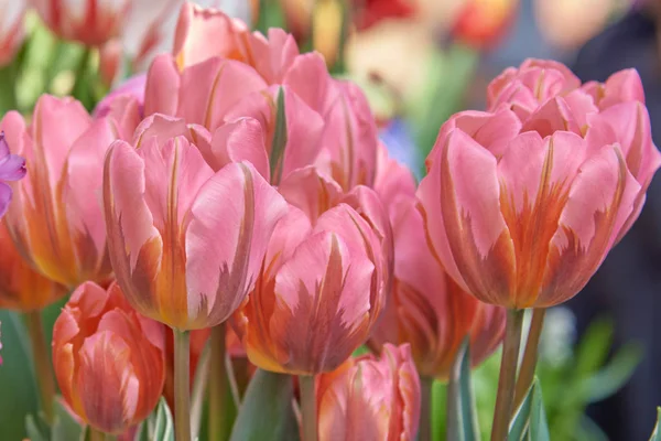 Tulipani Cornice Piena Come Sfondo Sfondo Fiori Primaverili Copia Spazio — Foto Stock