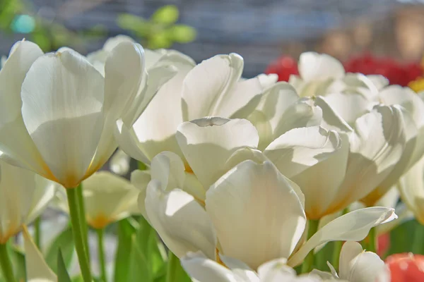 Delicati Tulipani Bianchi Fondo Sfocato Sfondo Floreale Simbolo Primavera Amore — Foto Stock