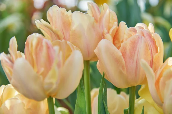 Delicate tulips on a blurred background. Floral background. Symbol of spring, love, tenderness and happiness.