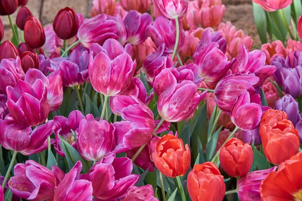 Tulipani Cornice Piena Come Sfondo Sfondo Fiori Primaverili Copia Spazio — Foto Stock