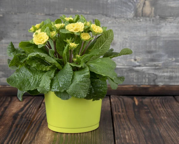 Vaso Flores Amarelo Verde Com Uma Delicada Prímula Amarela Incomum — Fotografia de Stock