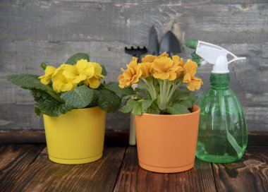 Seramik saksılarda parlak çuha çiçekleri, bahçe aletleri ve gri duvara dayalı bir sprey tabanca. Bahçıvanlık, bahar havası.