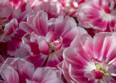 Terry 'nin parlak pembe ve beyaz laleleri. Çiçekli bahar arkaplanı, sevinç ve mutluluğun sembolü. Metin ve tasarım için alanı kopyala.