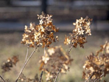Bulanık doğal arka planda kuru ortanca çiçeği. Solmamın sembolü.