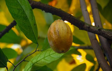 Yağmur ormanlarında olgun kakao meyveleri var. Doğal organik ürün.