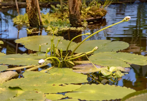 水の表面に睡蓮の葉や芽 植物園 — ストック写真