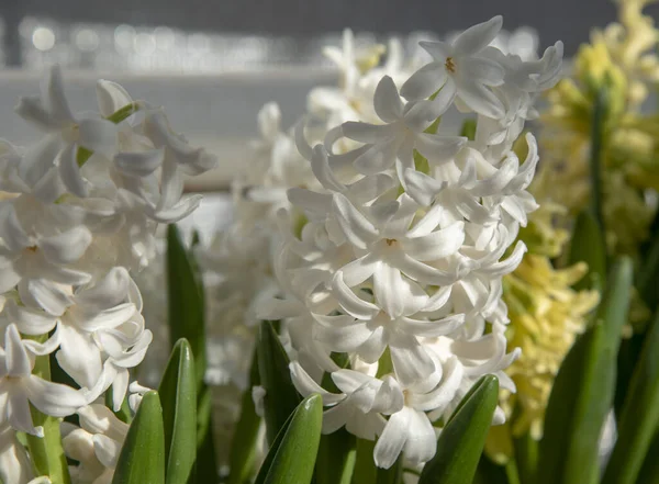 Arkaplan Olarak Güzel Beyaz Sümbüller Bahar Çiçeğinin Arka Planı Mutluluk — Stok fotoğraf