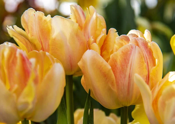 Tulipani Delicati Uno Sfondo Sfocato Sfondo Floreale Simbolo Primavera Amore — Foto Stock