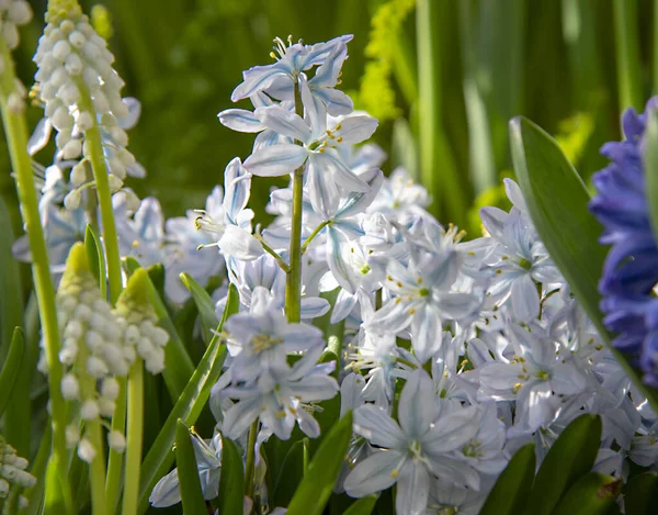 Hassas Beyaz Bir Scylla Nın Tam Kare Görüntüsü Çiçek Arkaplanı — Stok fotoğraf