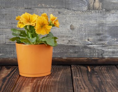 Ahşap zeminde turuncu çuha çiçeği olan parlak bir portakal saksısı. Metin ve tasarım için boşluk kopyala