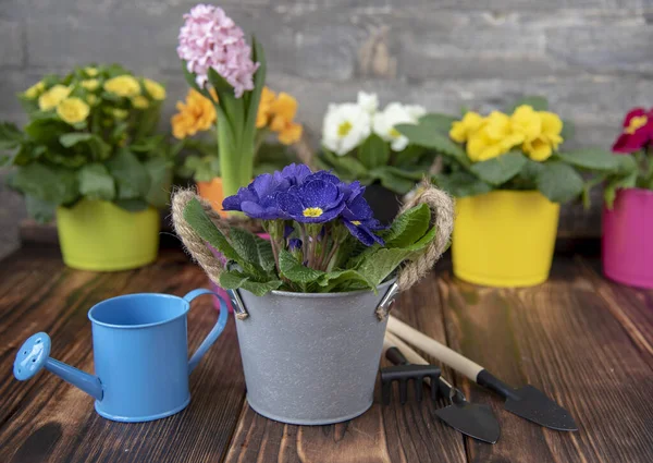 stock image Bright spring primroses in flower pots and garden tools on the dark wooden floor. Interior design, spring flower background.