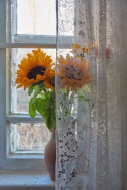 Bir buket ayçiçeği, beyaz dantelli bir perdenin arkasındaki pencere eşiğinde seramik bir sürahi içinde.. 