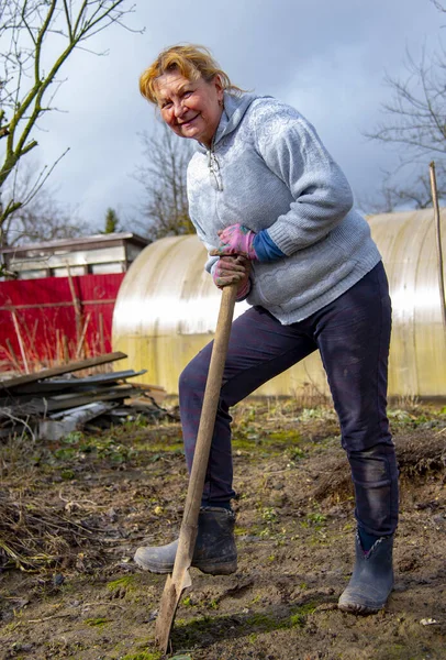 An elderly woman 65 years old is digging in the garden in early spring
