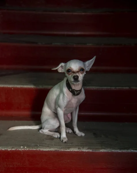 Cão Brinquedo Russo Terrier Senta Nos Passos Vermelhos Brilhantes Iluminado — Fotografia de Stock