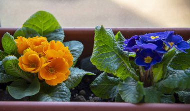 Pencere kenarındaki plastik bir tencerede parlak çuha güller..