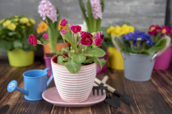 Leuchtende Primeln Bunten Blumentöpfen Und Gartengeräten Vor Einer Grauen Wand — Stockfoto