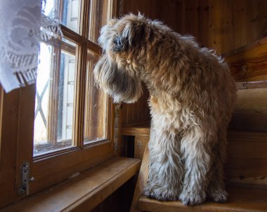 İrlanda buğday kaplı teriyer köpeği, evdeki ahşap bir merdivende oturur ve pencereden dışarı bakar..