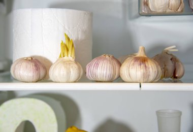 Buzdolabında sarımsak ve tuvalet kağıdı var. Komik bir fotoğraf..